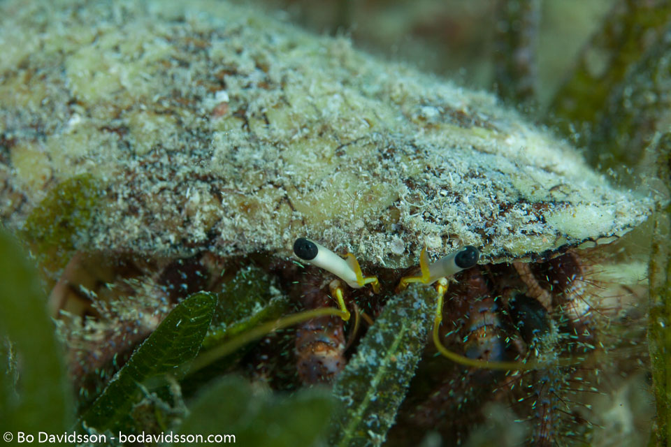 BD-121127-Aqaba-7393-Dardanus-lagopodes-(Forskål.-1775)-[Reef-hermit-crab].jpg